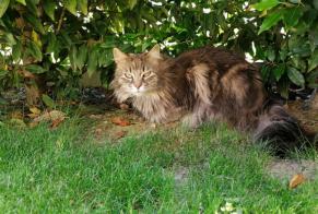 Disappearance alert Cat Female , 5 years Saint-Philbert-de-Bouaine France