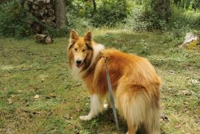 Disappearance alert Dog  Male , 14 years Verdun-sur-Garonne France