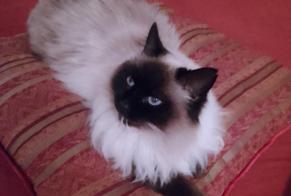 Disappearance alert Cat Female , 10 years Apprieu France