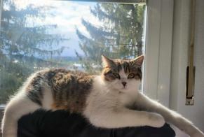 Disappearance alert Cat  Male , 1 years Matran Switzerland
