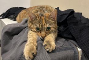 Disappearance alert Cat Female , 1 years Choisey France