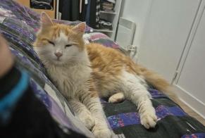 Disappearance alert Cat Male , 1 years La Roche-Chalais France