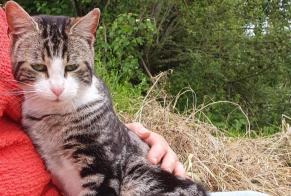 Discovery alert Cat Male Monteton France
