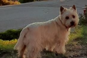 Disappearance alert Dog  Male , 6 years La Seyne-sur-Mer France