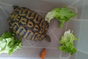 Discovery alert Tortoise Unknown Bonsecours France
