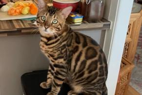 Disappearance alert Cat  Male , 2 years Port-Valais Switzerland