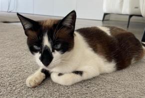Disappearance alert Cat miscegenation Female , 3 years Quarteira Portugal