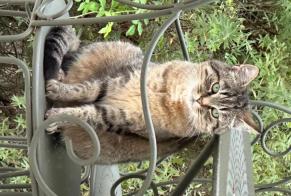 Disappearance alert Cat  Female , 10 years Couilly-Pont-aux-Dames France