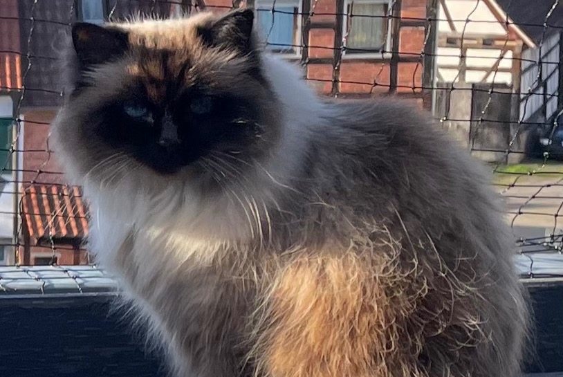 Cat Gone in Monchique (, Portugal)  - disappearance  Pet Alert  alert #364512