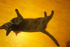 Discovery alert Cat Unknown , 2 yeahr Samora Correia Portugal