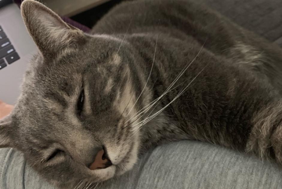 Cat Gone in Amadora (Lisboa, Portugal)  - disappearance  Pet Alert  alert #369684