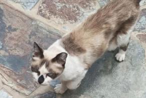 Discovery alert Cat Female , 4 yeahr Penamacor Portugal