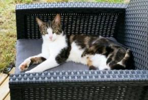 Alerta de Desaparición Gato  Macho , 2 años Plérin Francia