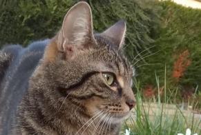 Alerta de Desaparición Gato  Macho , 2 años Évreux Francia