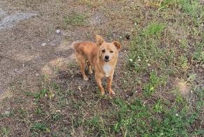 Alerta de Hallazgo Perro Macho Setúbal Portugal