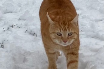 Alerte Disparition Chat Mâle , 8 ans Luxembourg Luxembourg