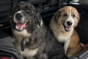 Alerte Disparition Chien croisement Femelle , 2 ans Valverde Portugal