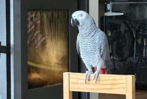 Alerte Disparition Oiseau Mâle , 2026 ans Estoril Portugal