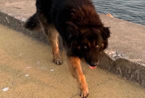 Alerte Découverte Chien Inconnu Nazaré Portugal