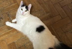 Alerte Disparition Chat Mâle , 1 ans Lisboa Portugal