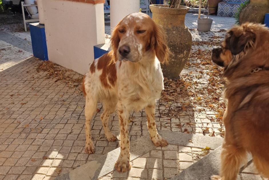 Chien Trouvé à Montemor-o-Novo (, Portugal) - alerte découverte Pet Alert n° 375369