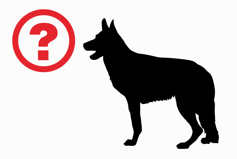 Ontdekkingsalarm Hond rassenvermenging Onbekend , 7 jaar Agualva-Cacém Portugal