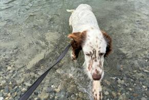 Avviso scomparsa Cane  Femmina , 1 anni Val de Bagnes Svizzera