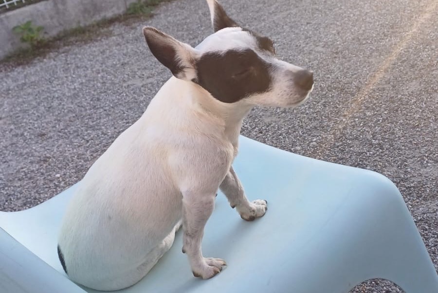 Cane Smarrito a Telhado (, Portogallo)  - allerta scoperta Pet Alert n. 349387