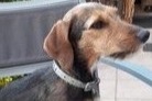 Vermësstemeldung Hond kräizung Weiblech , 6 joer Stotzheim France