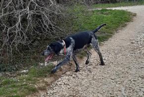 Fundmeldung Hond kräizung Männlech Chenôve France