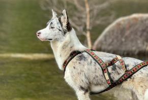 Vermësstemeldung Hond kräizung Weiblech , 1 joer Muhlbach-sur-Munster France