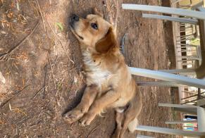 Fundmeldung Hond Männlech Silves Portugal