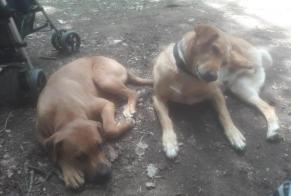 Verdwijningsalarm Hond rassenvermenging Mannetje , 1 jaar Abrantes e Alferrarede Portugal