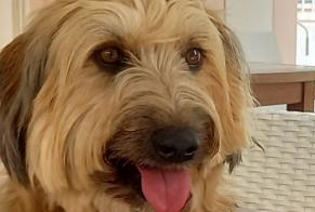 Verdwijningsalarm Hond Mannetje , 4 jaar Guia Portugal