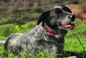 Verdwijningsalarm Hond rassenvermenging Mannetje , 7 jaar Palmela Portugal
