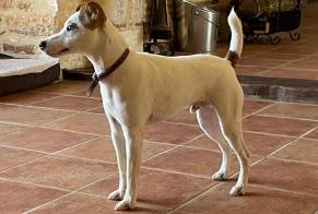 Ontdekkingsalarm Hond  Mannetje Monsempron-Libos Frankrijk