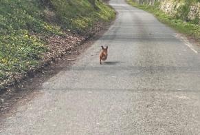 Alerta descoberta Cão Desconhecido Fexhe-le-Haut-Clocher Belgium