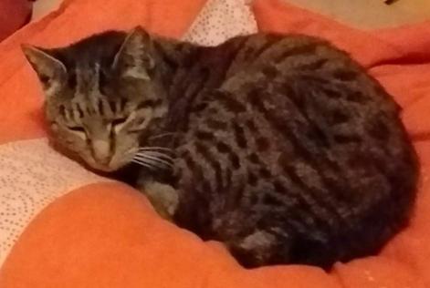 Alerta desaparecimento Gato Fêmea , 6 anos Montpellier France