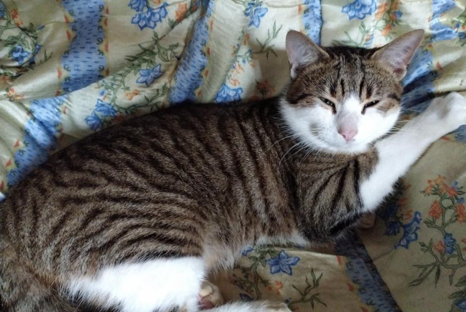 Alerta desaparecimento Gato Macho , 1 anos Chasseneuil-du-Poitou France