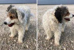 Alerta desaparecimento Cão cruzamento Macho , 8 anos Thézan-lès-Béziers France