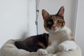 Alerta desaparecimento Gato Fêmea , 1 anos Poissy France