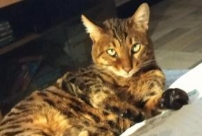 Alerta desaparecimento Gato  Fêmea , 5 anos Villefranche-sur-Saône France
