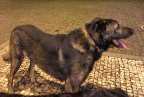 Alerta descoberta Cão  Macho Esposende Portugal