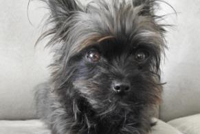 Alerta desaparecimento Cão cruzamento Fêmea , 8 anos Santo António da Charneca Portugal