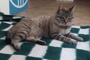 Alerta descoberta Gato Macho Figueira da Foz Portugal