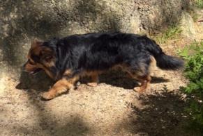 Alerta descoberta Cão Macho Porto Portugal