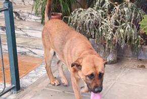 Alerta descoberta Cão Macho Cadima Portugal