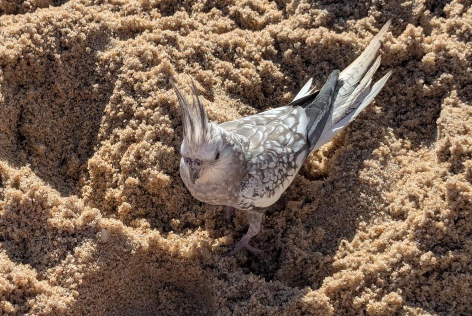 Pássaro Encontrado em Sesimbra (Setúbal, Portugal)  - alerta descoberta Pet Alert n° 373697